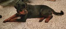 chiots rottweiler - Photo 10