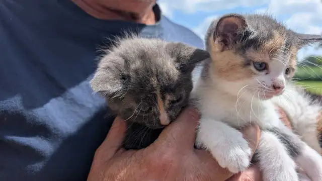 KITTENS READY FOR NEW HOMES
