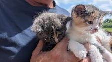 KITTENS READY FOR NEW HOMES