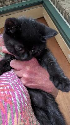 KITTENS READY FOR NEW HOMES - Photo 2
