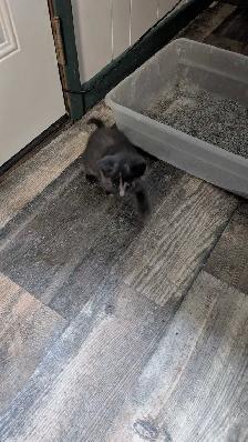 KITTENS READY FOR NEW HOMES - Photo 3