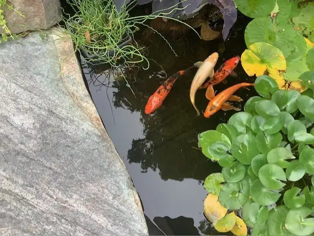 140-Gallon Fibreglass Fish/Horse Trough with Fish