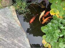 140-Gallon Fibreglass Fish/Horse Trough with Fish