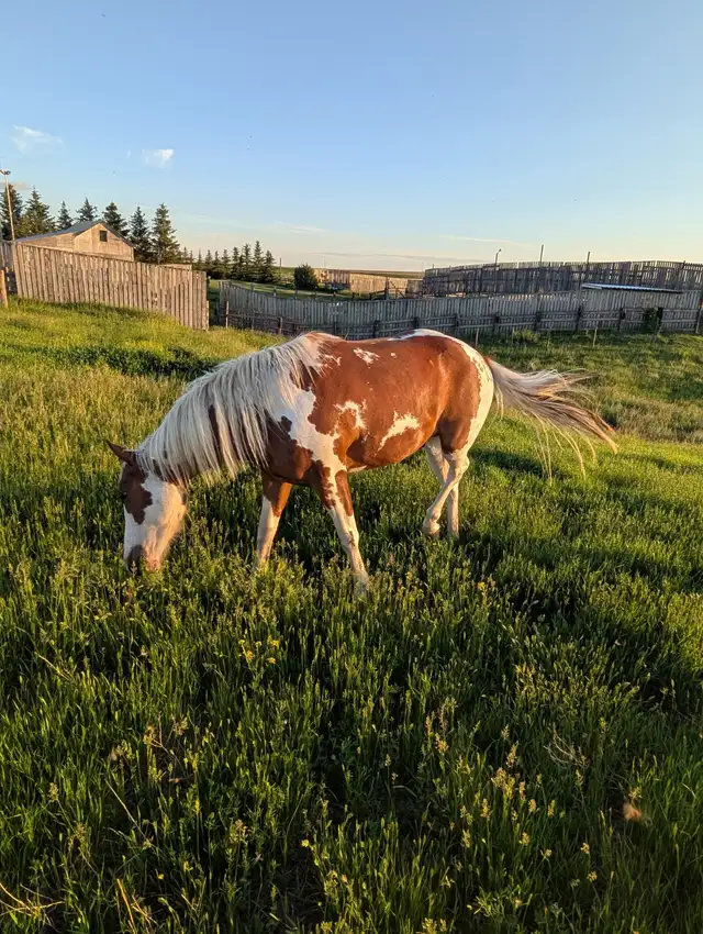 2 Year Old American Paint Gelding