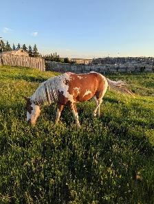2 Year Old American Paint Gelding