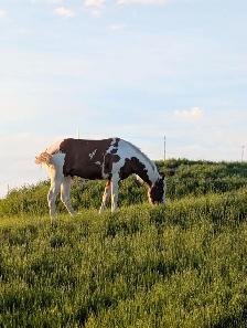 2 Year Old American Paint Gelding - Photo 2