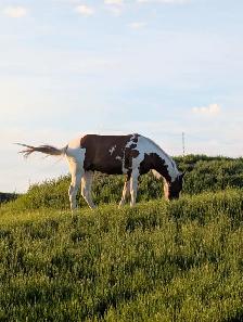 2 Year Old American Paint Gelding - Photo 3