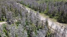 Stunning 1.09acre property w/ privacy & mature trees - Photo 4