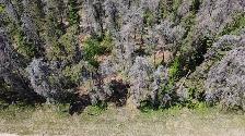 Stunning 1.09acre property w/ privacy & mature trees - Photo 5