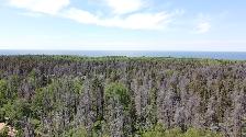 Stunning 1.09acre property w/ privacy & mature trees - Photo 6