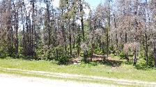Stunning 1.09acre property w/ privacy & mature trees - Photo 9