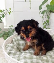 BEAUTIFUL YORKIE PUPPIES—READY FOR FAMILY FUN! - Photo 5