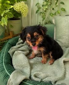 BEAUTIFUL YORKIE PUPPIES—READY FOR FAMILY FUN! - Photo 6