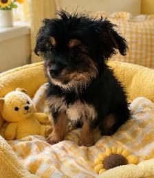 BEAUTIFUL YORKIE PUPPIES—READY FOR FAMILY FUN! - Photo 8
