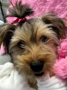 BEAUTIFUL YORKIE PUPPIES—READY FOR FAMILY FUN! - Photo 9