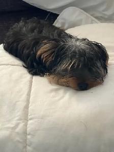 BEAUTIFUL YORKIE PUPPIES—READY FOR FAMILY FUN! - Photo 10