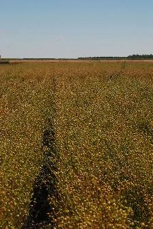 Flax Straw