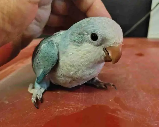 baby blue quaker parrot
