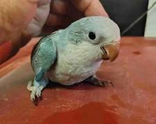 baby blue quaker parrot
