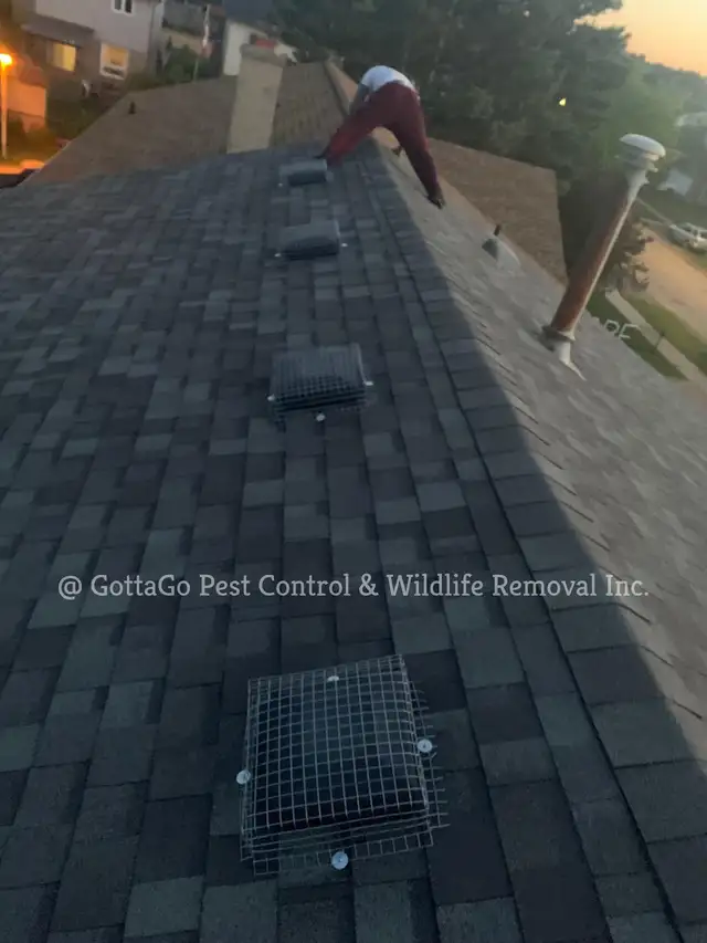 Raccoon Removal, Mice Removal, Squirrel Removal, Bird Removal