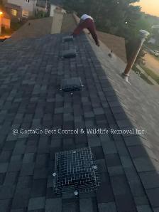 Raccoon Removal, Mice Removal, Squirrel Removal, Bird Removal