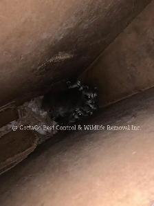 Raccoon Removal, Mice Removal, Squirrel Removal, Bird Removal - Photo 2