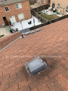 Raccoon Removal, Mice Removal, Squirrel Removal, Bird Removal - Photo 3
