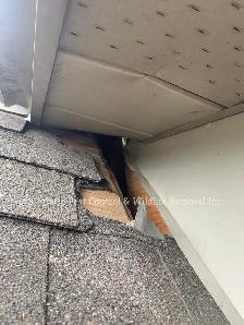 Raccoon Removal, Mice Removal, Squirrel Removal, Bird Removal - Photo 7