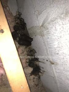 Raccoon Removal, Mice Removal, Squirrel Removal, Bird Removal - Photo 9