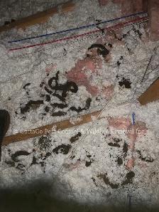 Raccoon Removal, Mice Removal, Squirrel Removal, Bird Removal - Photo 10