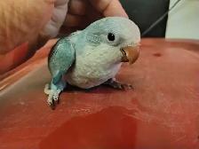baby blue quaker parrot
