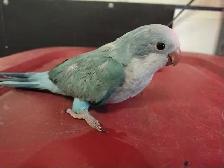 baby blue quaker parrot - Photo 2