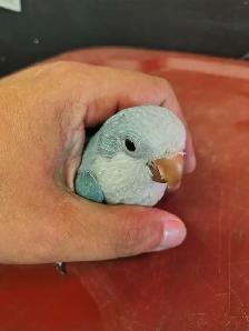 baby blue quaker parrot - Photo 3
