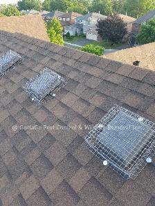 Raccoon Removal, Squirrel Removal, Mice Removal, Bird Removal