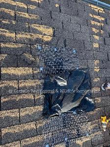 Raccoon Removal, Squirrel Removal, Mice Removal, Bird Removal - Photo 3