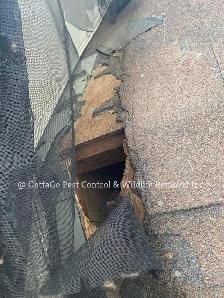Raccoon Removal, Squirrel Removal, Mice Removal, Bird Removal - Photo 4