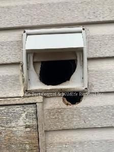 Raccoon Removal, Squirrel Removal, Mice Removal, Bird Removal - Photo 9
