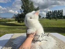 Purebred Lionhead Female