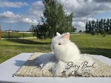 Purebred Lionhead Female - Photo 2