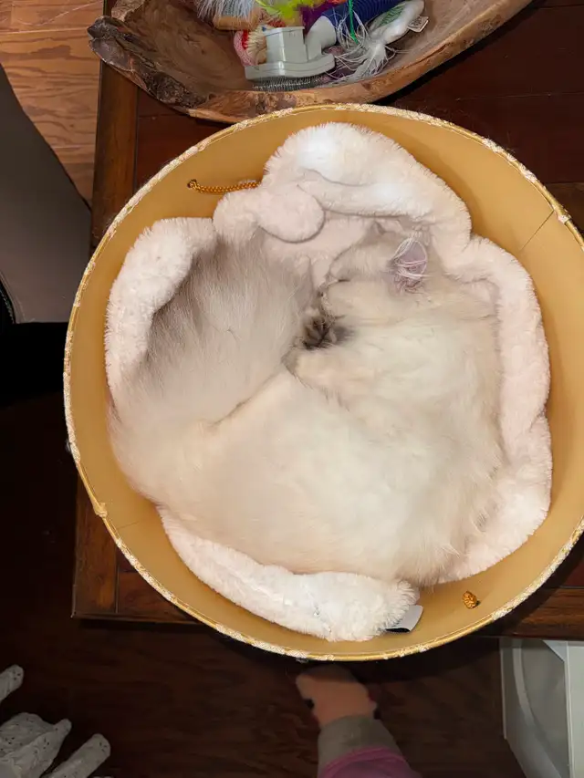 Free pure bred Persian pedigree. Leaving country 672-974-5112