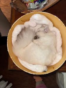 Free pure bred Persian pedigree. Leaving country 672-974-5112