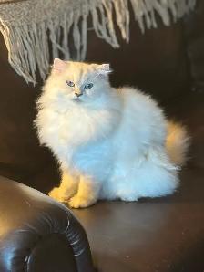 Free pure bred Persian pedigree. Leaving country 672-974-5112 - Photo 2