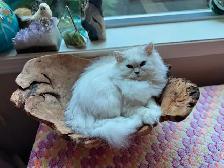 Free pure bred Persian pedigree. Leaving country 672-974-5112 - Photo 3
