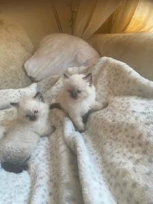 GORGEOUS BABY WHITEMITTED & CHOCOLATEPOINT RAGDOLLS!! - Photo 2