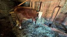 Hereford Bull Calf