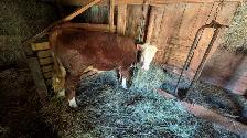 Hereford Bull Calf - Photo 2