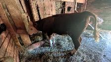 Hereford Bull Calf - Photo 3