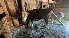 Hereford Bull Calf - Photo 4