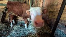 Hereford Bull Calf - Photo 5