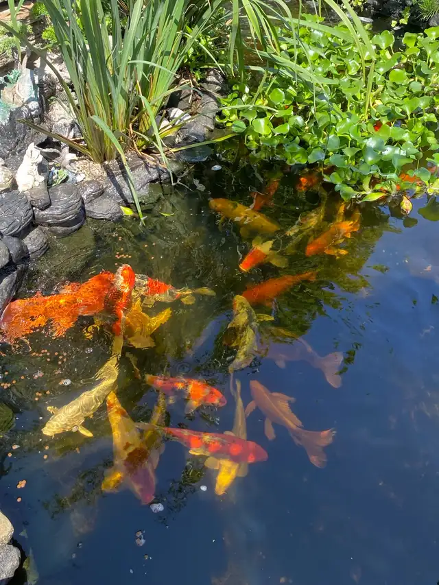 Koi fish for sale